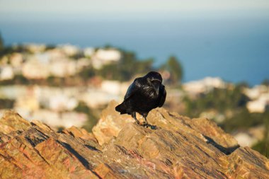  Taşın üzerinde duran siyah bir karga