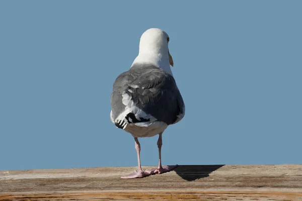 Seagull Butt Facing — Stock Photo, Image