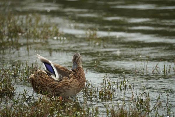 Eine Stockente See — Stockfoto