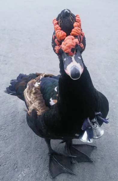 Eine Seltsam Aussehende Schwarze Ente — Stockfoto