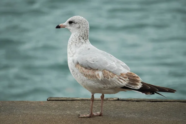 Bird Standing River — Stock Photo, Image