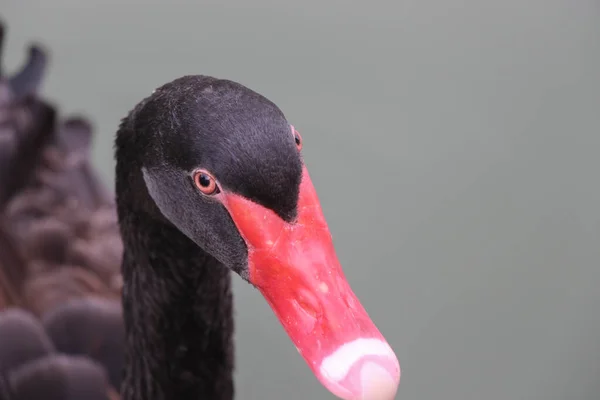 Schwarzer Schwan Schaut Mich — Stockfoto