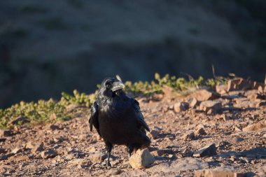 Küçük bir kayanın yanında duran karga.