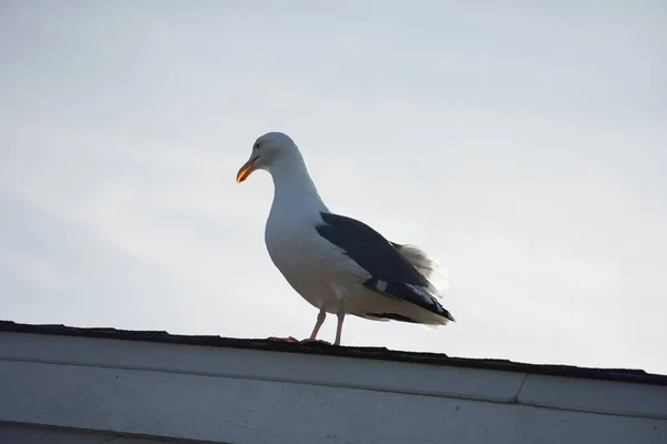 Seagull Standing Calmly Roof — Stock Photo, Image