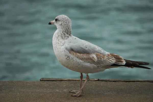 Seagull Looking Shore — Stock Photo, Image