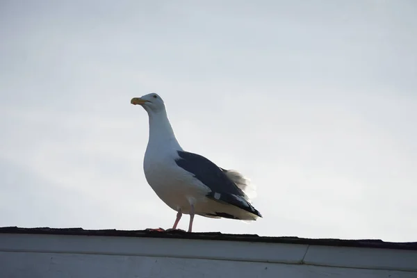 Gaviota Paró Tranquilamente Techo Miró Distancia Aturdida — Foto de Stock