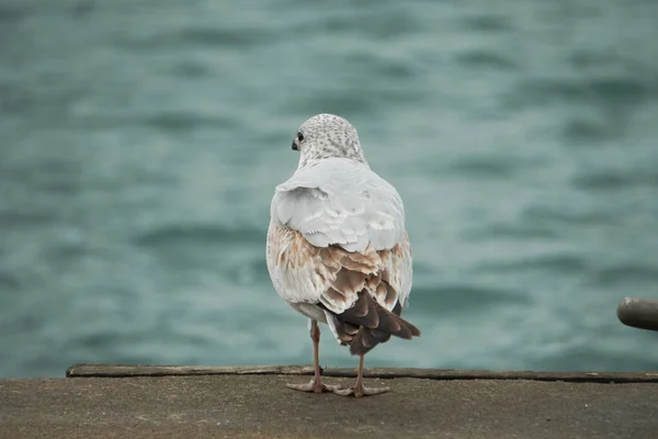 Lonely Back Seagull — Stock Photo, Image