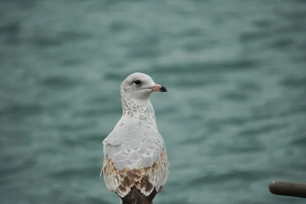 Mouette Bord Lac Regarde Arrière — Photo