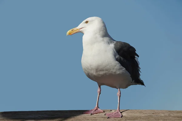 Seagull Stood Upright Looked Right — Stock Photo, Image