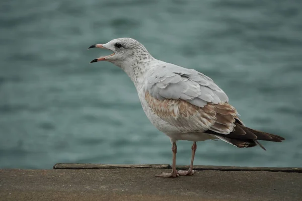 Seagull Opened Its Mouth Called Loudly — Stock Photo, Image