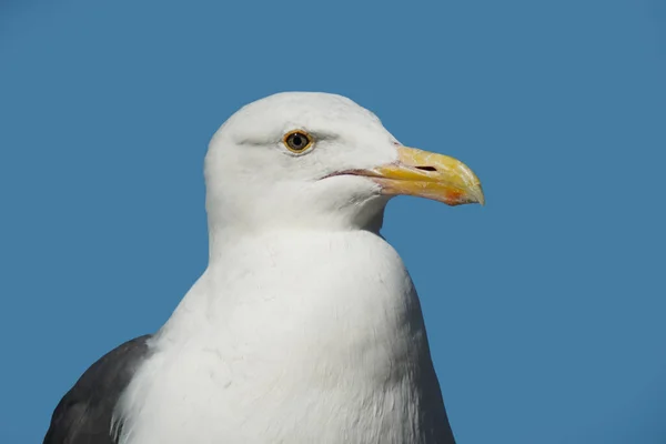 Dieser Vogel Sieht Dich Mit Großen Augen — Stockfoto