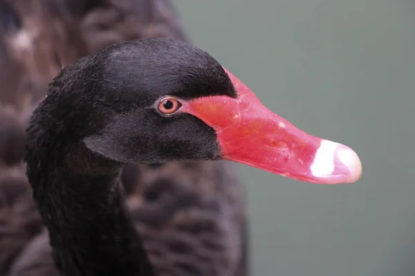 Dies Ist Ein Süßer Schwarzer Schwan — Stockfoto