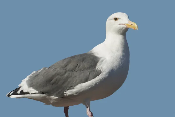 Seagull Keeps Looking Side — Stock Photo, Image