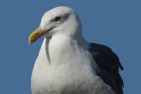 Cette Mouette Les Yeux Pointus — Photo