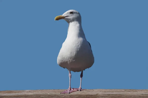 Seagull Looks Side — Stock Photo, Image