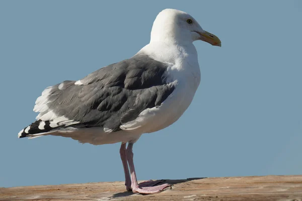 Seagull Keeps Looking Away — Stock Photo, Image