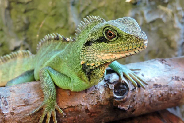 A portrait of a green Chinese water dragon standing on a branch