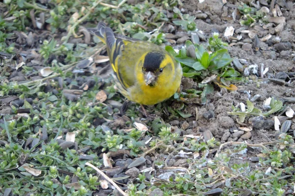 Retrato Hombre Siskin Eurasiático Sentado Suelo Comiendo Semillas Girasol —  Fotos de Stock