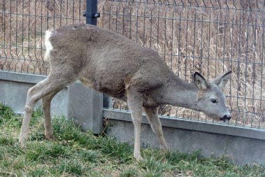 Çimlerin üzerinde duran bir geyik