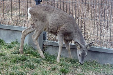 Yeşil otları yiyen bir yumurta geyiği