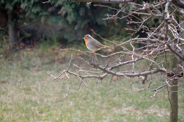 Bahar başında yapraksız bir dalda oturan Avrupalı bir bülbülün yakın çekimi