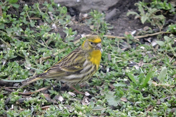 Serin Europeo Maschio Seduto Terra Che Mangia Semi Girasole — Foto Stock