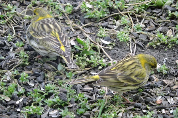 Two Male European Serins Sitting Ground Eating Sunflower Seeds — Stock Photo, Image