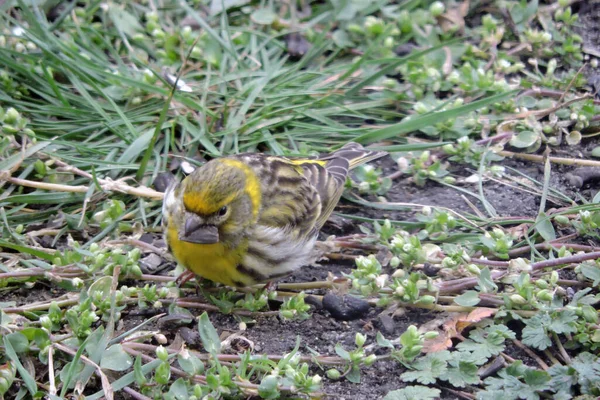 Male European Serin Sitting Ground Eating Sunflower Seeds — Stock Photo, Image