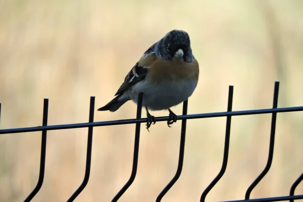 Male Brambling Sitting Welded Mesh Fence — Stock Photo, Image