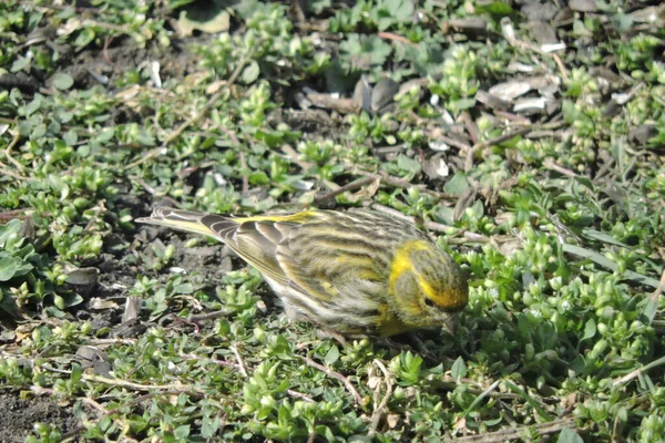 Serin Europeo Maschio Seduto Terra Che Mangia Semi Girasole — Foto Stock