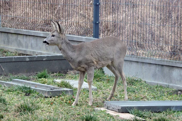 芝生の上に立つイクラ — ストック写真