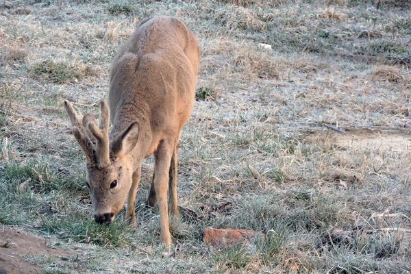 ふかふかの毛皮を食べる草の薄い層に覆われた成長した角を持つ若い男性のRoebuck — ストック写真