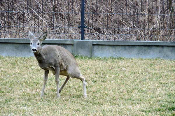 緑の草の中で卵鹿の小便 — ストック写真