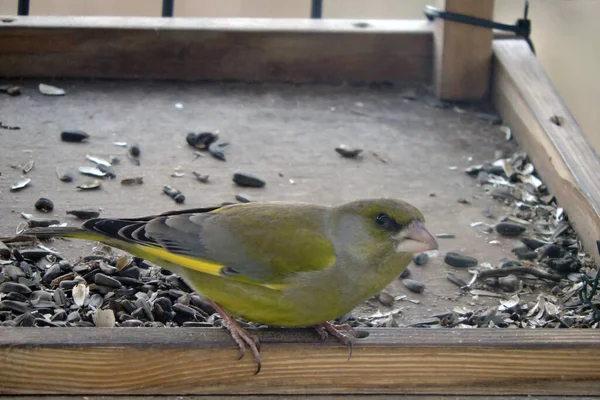 Retrato Verdinho Macho Dentro Alimentador Pássaros Comendo Sementes Girassol — Fotografia de Stock