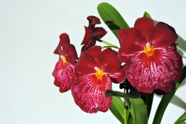 Beyaz damarlı, kırmızı kokulu orkide çiçekleri ve beyaz arkaplanda izole edilmiş uzun yeşil dar yapraklar.