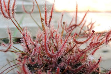 Yaprakları mukoza damlalarıyla kaplı bir çatal şeklindeki kırmızı güneş çivisi.