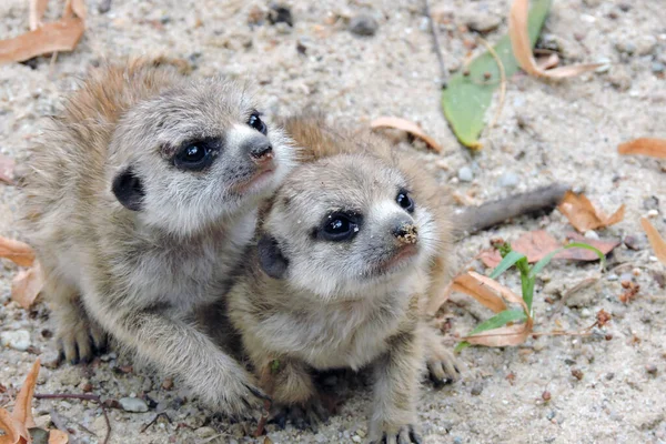 Portrait Two Cute Brown Baby Meerkats — Stock Photo, Image