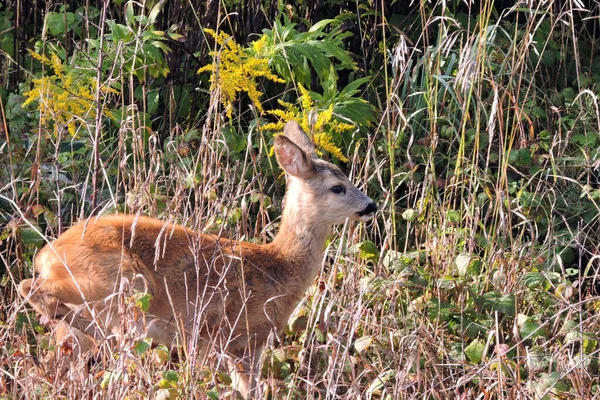 Retrato Lindo Jovem Fawn Grama Seca Arbustos Amora Observando Ambiente — Fotografia de Stock