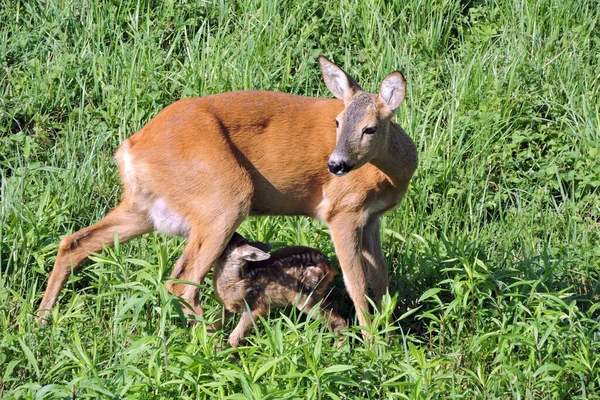 可愛い生まれたてのファンに餌をやる美しいブラウン色の鹿 — ストック写真