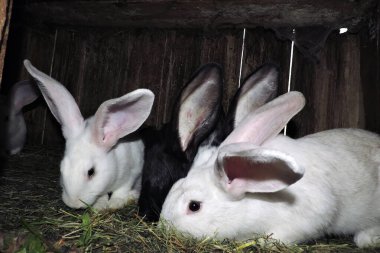 Farklı renkte genç sevimli tavşanlar ve anne tavşanları açık bir kafeste. Zemin saman ve görünür atıkla kaplı..