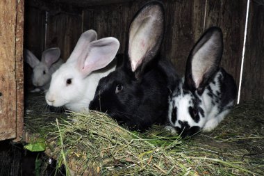 Farklı renkte genç sevimli tavşanlar ve anne tavşanları açık bir kafeste. Zemin saman ve görünür atıkla kaplı..