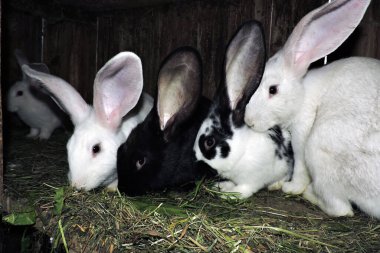 Farklı renkte genç sevimli tavşanlar ve anne tavşanları açık bir kafeste. Zemin saman ve görünür atıkla kaplı..