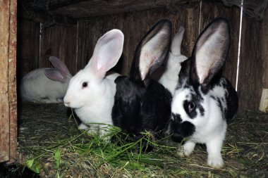Farklı renkte genç sevimli tavşanlar ve anne tavşanları açık bir kafeste. Zemin saman ve görünür atıkla kaplı..
