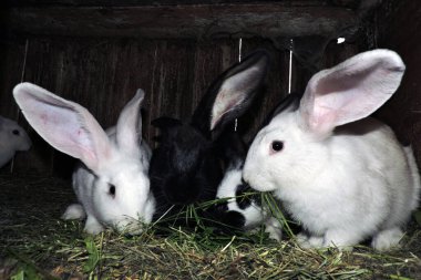 Farklı renkte genç sevimli tavşanlar ve anne tavşanları açık bir kafeste. Zemin saman ve görünür atıkla kaplı..
