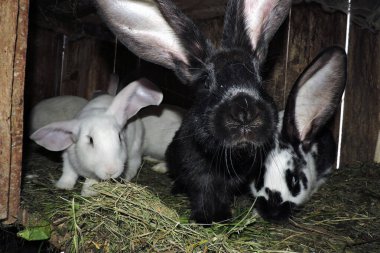 Farklı renkte genç sevimli tavşanlar ve anne tavşanları açık bir kafeste. Zemin saman ve görünür atıkla kaplı..
