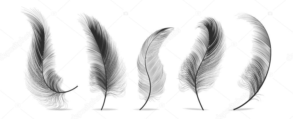 Black Feathers Set Vector. Different Falling Fluffy Twirled Feathers. Isolated Illustration