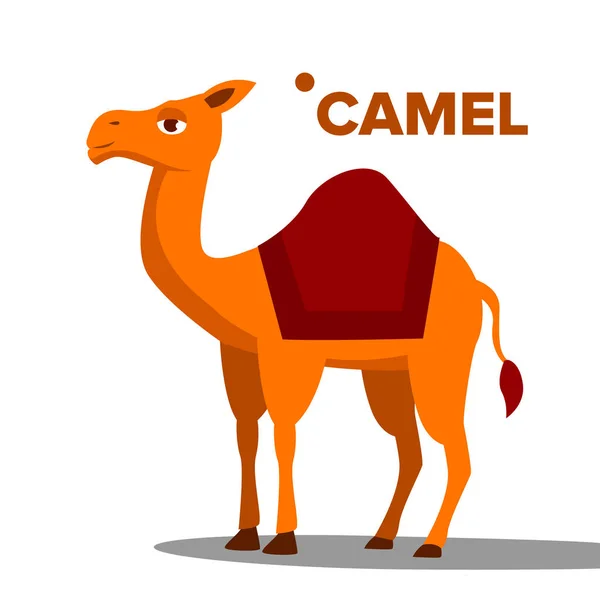 Kamelvektor. lustige Tier isoliert flache Cartoon-Illustration — Stockvektor