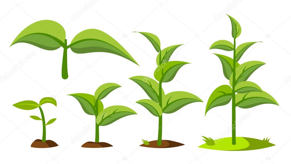 Saplings, Sprouts Growth Stages Vector Drawings Set