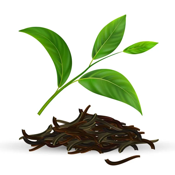 Hojas de té verde vectorial fresco y seco — Vector de stock