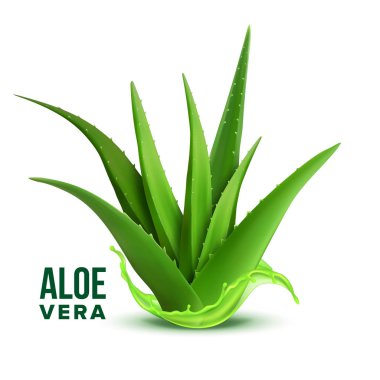 Doğal Tıp Yeşillik Bitki Aloe Vera Vektör
